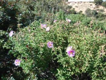 Cistus creticus (Ladanum) Lot-Shekhelet rock Rose Sharon Onycha shrubs